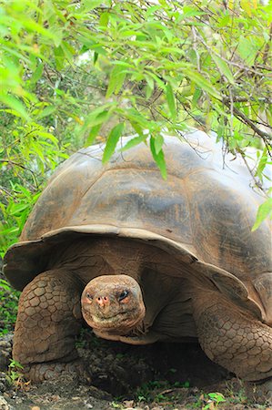 Turtle Photographie de stock - Rights-Managed, Code: 859-07566260