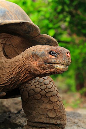 study culture - Turtle Stock Photo - Rights-Managed, Code: 859-07566262