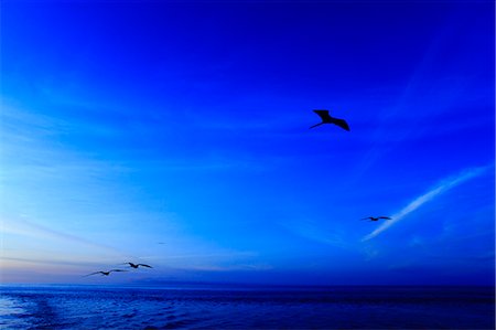 frégate - Birds Flying Photographie de stock - Rights-Managed, Code: 859-07566263