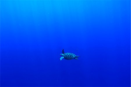 deep ocean - Turtle Stock Photo - Rights-Managed, Code: 859-07566276