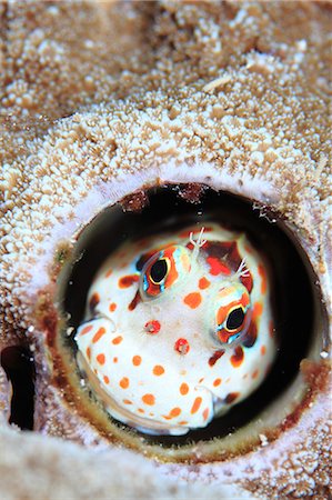 simsearch:859-07150285,k - Coral Reef Photographie de stock - Rights-Managed, Code: 859-07566273