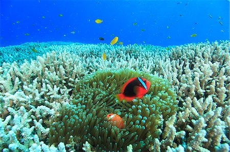 Coral Reef Stock Photo - Rights-Managed, Code: 859-07566285