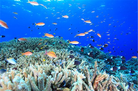 pez tropical - Coral Reef Foto de stock - Con derechos protegidos, Código: 859-07566286