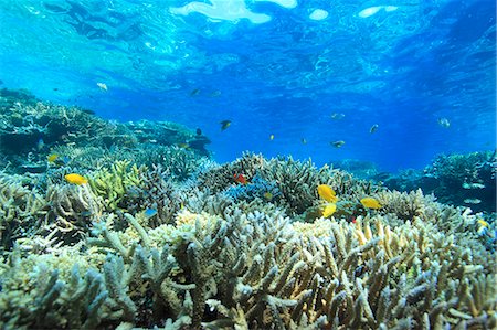simsearch:859-07150116,k - Coral Reef Photographie de stock - Rights-Managed, Code: 859-07566289