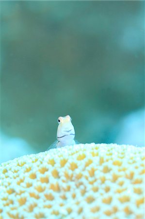 pez tropical - Coral Reef Foto de stock - Con derechos protegidos, Código: 859-07566282