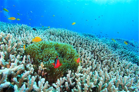 simsearch:859-07150280,k - Coral Reef Foto de stock - Con derechos protegidos, Código: 859-07566283