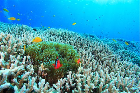 simsearch:859-07310674,k - Coral Reef Stock Photo - Rights-Managed, Code: 859-07566283