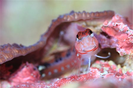 simsearch:859-07310805,k - Coral Reef Foto de stock - Con derechos protegidos, Código: 859-07566294