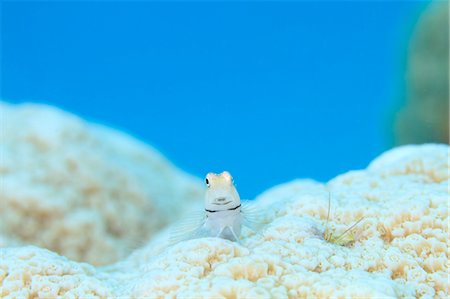 Coral Reef Photographie de stock - Rights-Managed, Code: 859-07566290