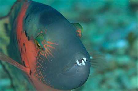 fishes in the coral reef - Coral Reef Stock Photo - Rights-Managed, Code: 859-07566293