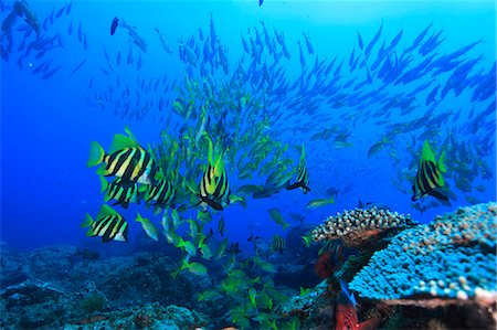 eco travel - Coral Reef Foto de stock - Con derechos protegidos, Código: 859-07566304