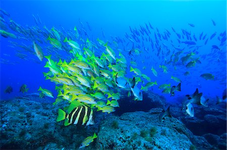 fishes in the coral reef - Coral Reef Stock Photo - Rights-Managed, Code: 859-07566305