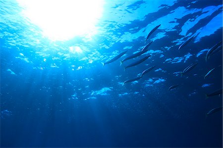 simsearch:859-07150116,k - Coral Reef Photographie de stock - Rights-Managed, Code: 859-07566309