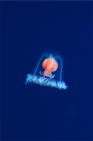 simsearch:859-07566261,k - Jellyfish Photographie de stock - Rights-Managed, Code: 859-07566300
