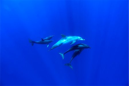 dolphins swimming in the ocean - Dolphins Stock Photo - Rights-Managed, Code: 859-07566301