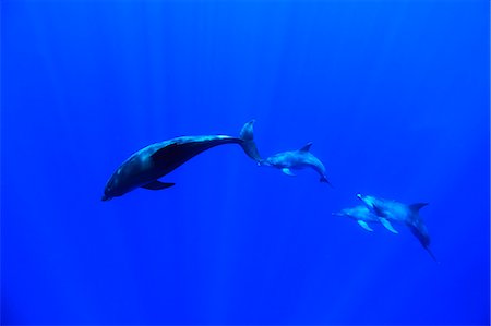 dolphins swimming in the ocean - Dolphins Stock Photo - Rights-Managed, Code: 859-07566302