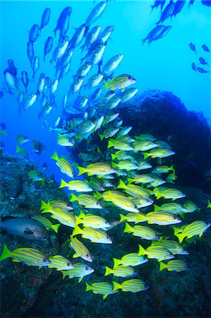 picture of fish or fishes in the ocean - Coral Reef Stock Photo - Rights-Managed, Code: 859-07566303