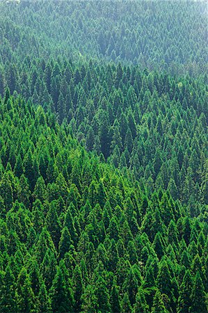 forest lumber - Akita Prefecture, Japan Foto de stock - Con derechos protegidos, Código: 859-07635808