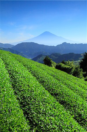 slope - Shizuoka Prefecture, Japan Stock Photo - Rights-Managed, Code: 859-07635877