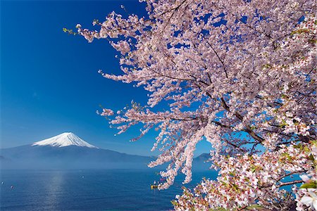 simsearch:859-07495101,k - Yamanashi Prefecture, Japan Stock Photo - Rights-Managed, Code: 859-07635899