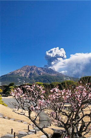 siebensternnadel - Kagoshima Prefecture, Japan Photographie de stock - Rights-Managed, Code: 859-07783355