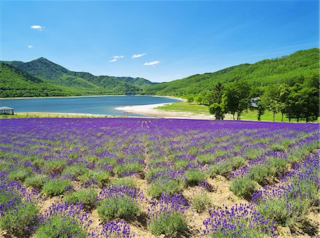 simsearch:859-07441878,k - Hokkaido, Japan Foto de stock - Con derechos protegidos, Código: 859-07783432