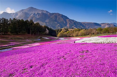 primavera - Saitama Prefecture, Japan Photographie de stock - Rights-Managed, Code: 859-07783445