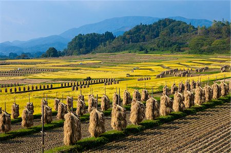 rice harvesting in japan - Yamagata Prefecture, Japan Stock Photo - Rights-Managed, Code: 859-07783631