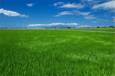 Greenery Foto de stock - Con derechos protegidos, Código: 859-07845774