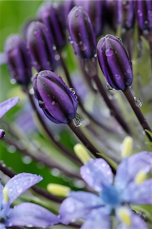 fresh flowers for water drops - Flower close-up Foto de stock - Con derechos protegidos, Código: 859-07845848