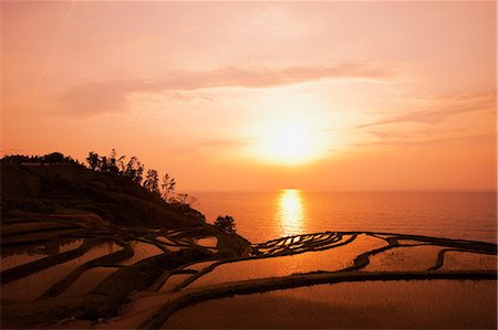 paddy field sunset - Ishikawa Prefecture, Japan Stock Photo - Rights-Managed, Code: 859-07845908