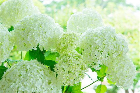 simsearch:859-07845912,k - Hydrangea Stock Photo - Rights-Managed, Code: 859-07845919