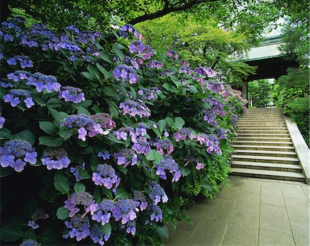 photographs japan temple flowers - Hydrangea Photographie de stock - Rights-Managed, Code: 859-07845911