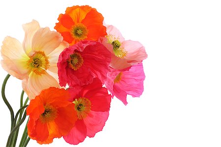 red poppies - Flower close-up Stock Photo - Rights-Managed, Code: 859-07845940