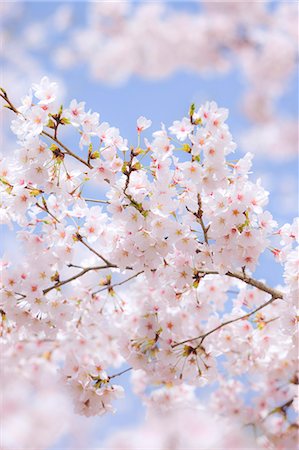 Cherry blossoms Photographie de stock - Rights-Managed, Code: 859-07845955
