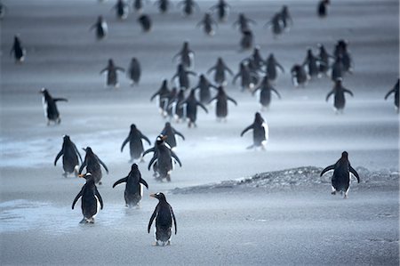 Penguin herd Fotografie stock - Rights-Managed, Codice: 859-07961756