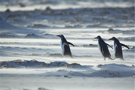 Penguin herd Fotografie stock - Rights-Managed, Codice: 859-07961757