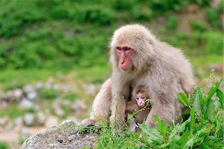 Snow monkeys Stock Photo - Rights-Managed, Code: 859-07961769