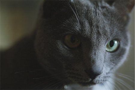 Grey cat Stock Photo - Rights-Managed, Code: 859-07961774