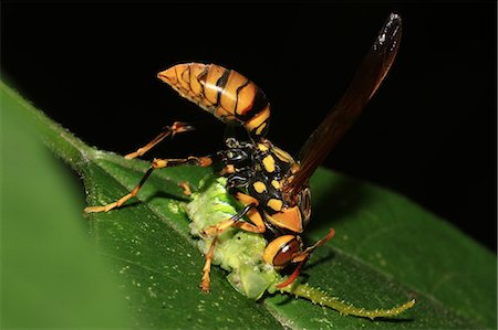 feather patterns - Wasp Stock Photo - Rights-Managed, Code: 859-07961775