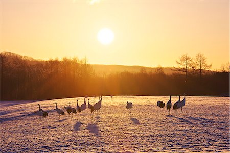 Red-Crowned Crane herd Photographie de stock - Rights-Managed, Code: 859-07961776