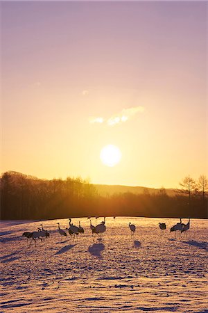 simsearch:859-06725032,k - Red-Crowned Crane herd Photographie de stock - Rights-Managed, Code: 859-07961777