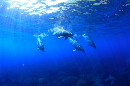 dauphin à gros nez - Dolphins swimming underwater Photographie de stock - Rights-Managed, Code: 859-07961772