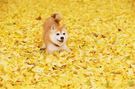 simsearch:859-07961850,k - Shiba Inu and Autumn leaves Stock Photo - Rights-Managed, Code: 859-07961787