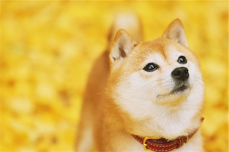 simsearch:859-07961798,k - Shiba Inu and Autumn leaves Foto de stock - Direito Controlado, Número: 859-07961783