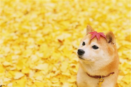 dogs leaves - Shiba Inu and Autumn leaves Stock Photo - Rights-Managed, Code: 859-07961794