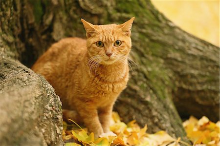 pussy picture - Cat in a park Foto de stock - Con derechos protegidos, Código: 859-07961797