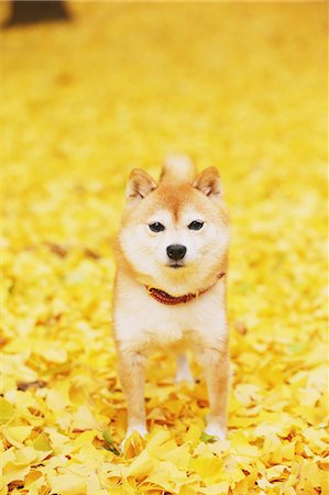 shiba inu - Shiba Inu and Autumn leaves Foto de stock - Con derechos protegidos, Código: 859-07961790