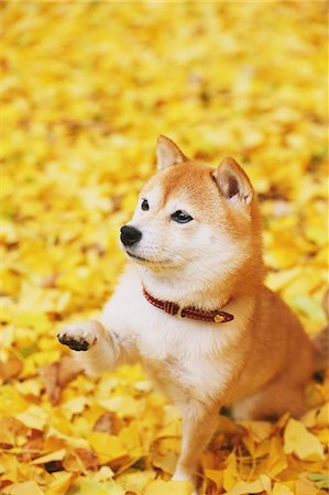 simsearch:859-07961843,k - Shiba Inu and Autumn leaves Stock Photo - Rights-Managed, Code: 859-07961793