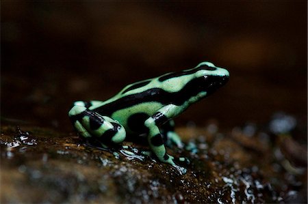 rain forest green animal - Green And Black Poison Arrow Frog Stock Photo - Rights-Managed, Code: 859-07961808